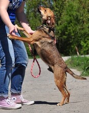 MATES, Hund, Mischlingshund in Slowakische Republik - Bild 11