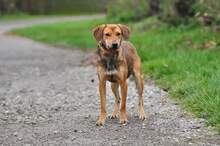 MATES, Hund, Mischlingshund in Slowakische Republik - Bild 12