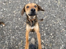 MATES, Hund, Mischlingshund in Slowakische Republik - Bild 13