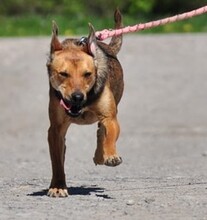 MATES, Hund, Mischlingshund in Slowakische Republik - Bild 14