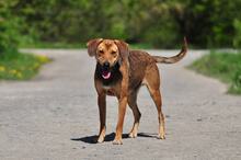 MATES, Hund, Mischlingshund in Slowakische Republik - Bild 15