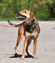 MATES, Hund, Mischlingshund in Slowakische Republik - Bild 16