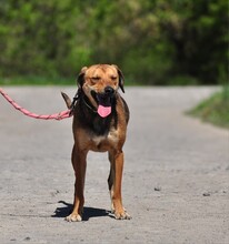 MATES, Hund, Mischlingshund in Slowakische Republik - Bild 5