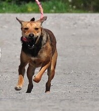 MATES, Hund, Mischlingshund in Slowakische Republik - Bild 6