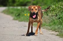 MATES, Hund, Mischlingshund in Slowakische Republik - Bild 7