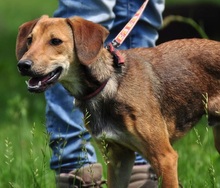 MATES, Hund, Mischlingshund in Slowakische Republik - Bild 8