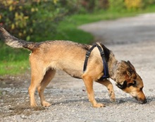 AISHAS141, Hund, Mischlingshund in Slowakische Republik - Bild 11