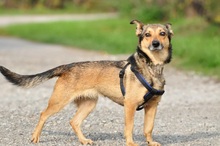 AISHAS141, Hund, Mischlingshund in Slowakische Republik - Bild 12