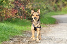 AISHAS141, Hund, Mischlingshund in Slowakische Republik - Bild 13