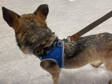 AISHAS141, Hund, Mischlingshund in Slowakische Republik - Bild 17