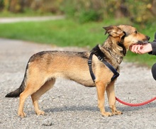 AISHAS141, Hund, Mischlingshund in Slowakische Republik - Bild 4