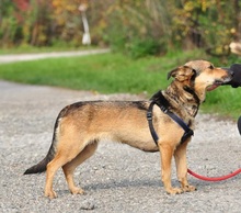 AISHAS141, Hund, Mischlingshund in Slowakische Republik - Bild 5