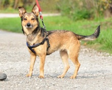 AISHAS141, Hund, Mischlingshund in Slowakische Republik - Bild 6