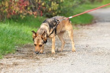 AISHAS141, Hund, Mischlingshund in Slowakische Republik - Bild 7