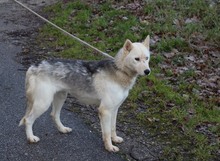 YUMA, Hund, Siberian Husky in Ungarn - Bild 2