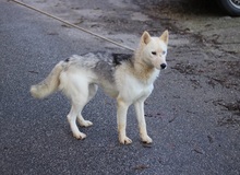YUMA, Hund, Siberian Husky in Ungarn - Bild 3