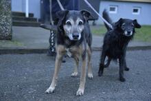 JOY, Hund, Mischlingshund in Malliß - Bild 5