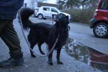 FIETE, Hund, Mischlingshund in Malliß - Bild 4