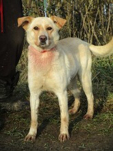 LARA, Hund, Mischlingshund in Slowakische Republik - Bild 3