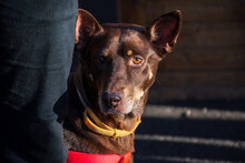 VICHYR, Hund, Mischlingshund in Bulgarien - Bild 5
