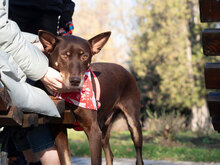 VICHYR, Hund, Mischlingshund in Bulgarien - Bild 6