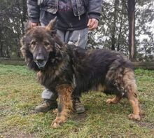 ABI, Hund, Deutscher Schäferhund-Mix in Slowakische Republik - Bild 8