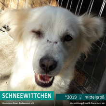 SCHNEEWITTCHEN, Hund, Mischlingshund in Rumänien - Bild 1