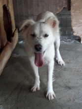 SCHNEEWITTCHEN, Hund, Mischlingshund in Rumänien - Bild 2