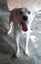 SCHNEEWITTCHEN, Hund, Mischlingshund in Rumänien - Bild 3