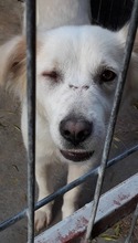 SCHNEEWITTCHEN, Hund, Mischlingshund in Rumänien - Bild 4