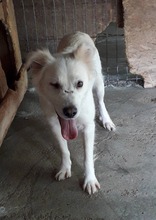SCHNEEWITTCHEN, Hund, Mischlingshund in Rumänien - Bild 6