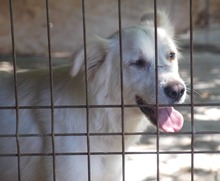 SCHNEEWITTCHEN, Hund, Mischlingshund in Rumänien - Bild 7