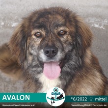 AVALON, Hund, Mischlingshund in Rumänien