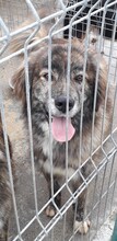 AVALON, Hund, Mischlingshund in Rumänien - Bild 2