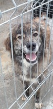 AVALON, Hund, Mischlingshund in Rumänien - Bild 3