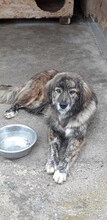 AVALON, Hund, Mischlingshund in Rumänien - Bild 4