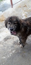AVALON, Hund, Mischlingshund in Rumänien - Bild 5