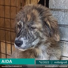 AIDA, Hund, Mischlingshund in Rumänien - Bild 1