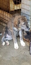 AIDA, Hund, Mischlingshund in Rumänien - Bild 4