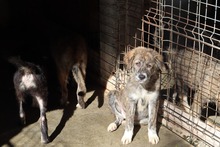 AIDA, Hund, Mischlingshund in Rumänien - Bild 5