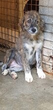 AIDA, Hund, Mischlingshund in Rumänien - Bild 6