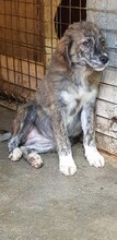AIDA, Hund, Mischlingshund in Rumänien - Bild 7