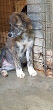AIDA, Hund, Mischlingshund in Rumänien - Bild 8