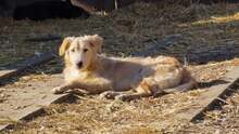 YUKO, Hund, Mischlingshund in Rumänien - Bild 4
