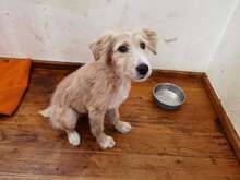 YUKO, Hund, Mischlingshund in Rumänien - Bild 8