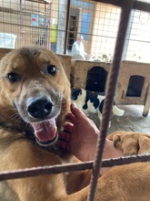 TEDDY, Hund, Mischlingshund in Rumänien - Bild 4