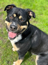 BOLLE, Hund, American Staffordshire Terrier-Rottweiler-Mix in Hamburg - Bild 2