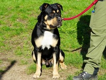 BOLLE, Hund, American Staffordshire Terrier-Rottweiler-Mix in Hamburg - Bild 6