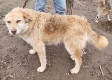 BUDDY, Hund, Mischlingshund in Rumänien - Bild 6