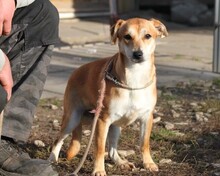 CSIBI, Hund, Mischlingshund in Ungarn - Bild 3